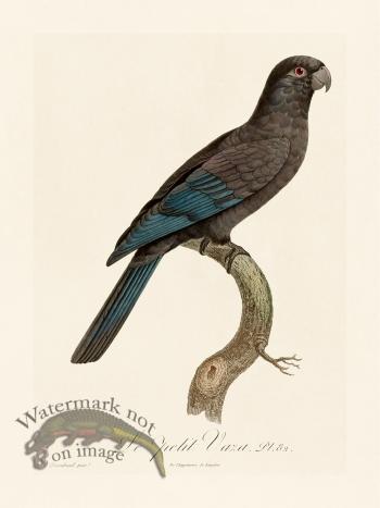 Barraband Parrot 082